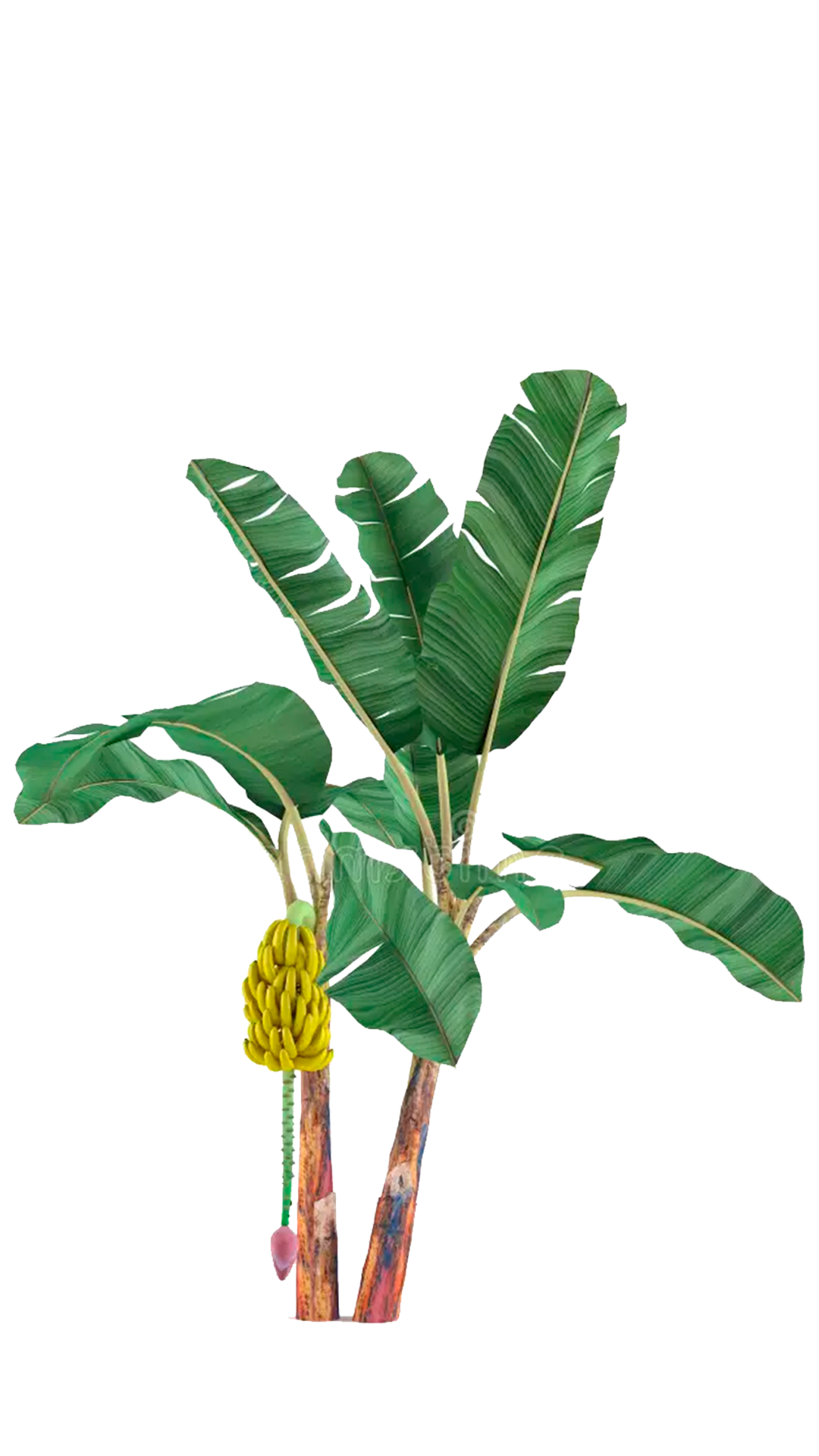 banana